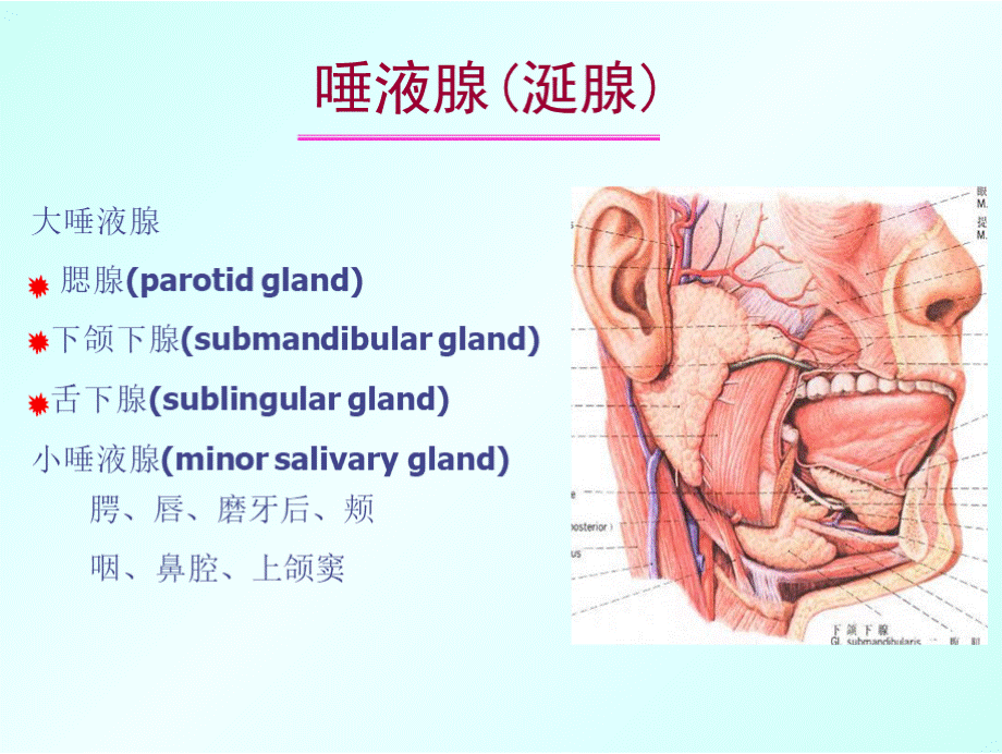 口腔颌面外科唾液腺疾病PPT文档格式.pptx_第2页