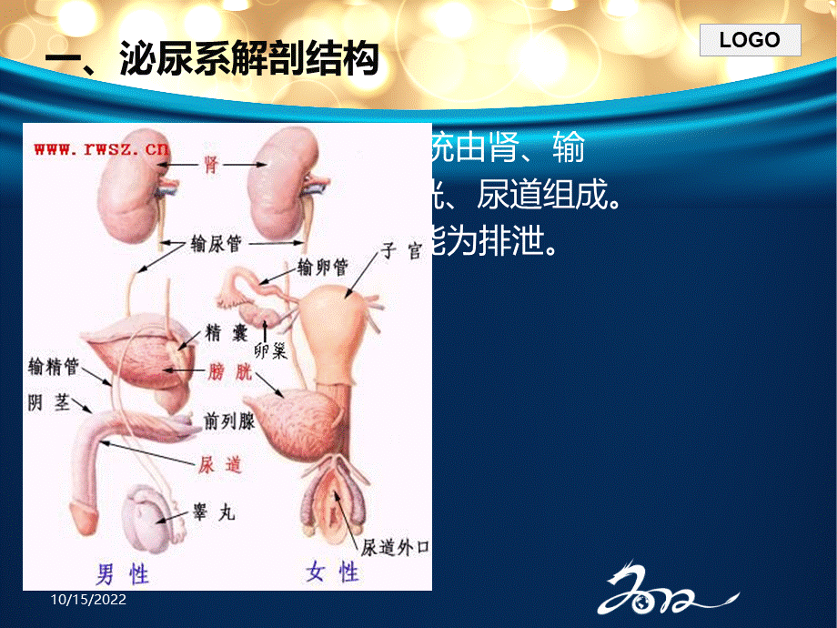 泌尿系结石病人护理PPT课件.ppt_第3页