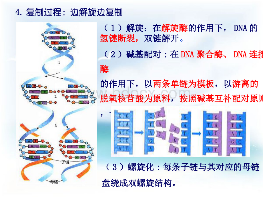 高中生物DNA复制PPTPPT文档格式.ppt_第3页