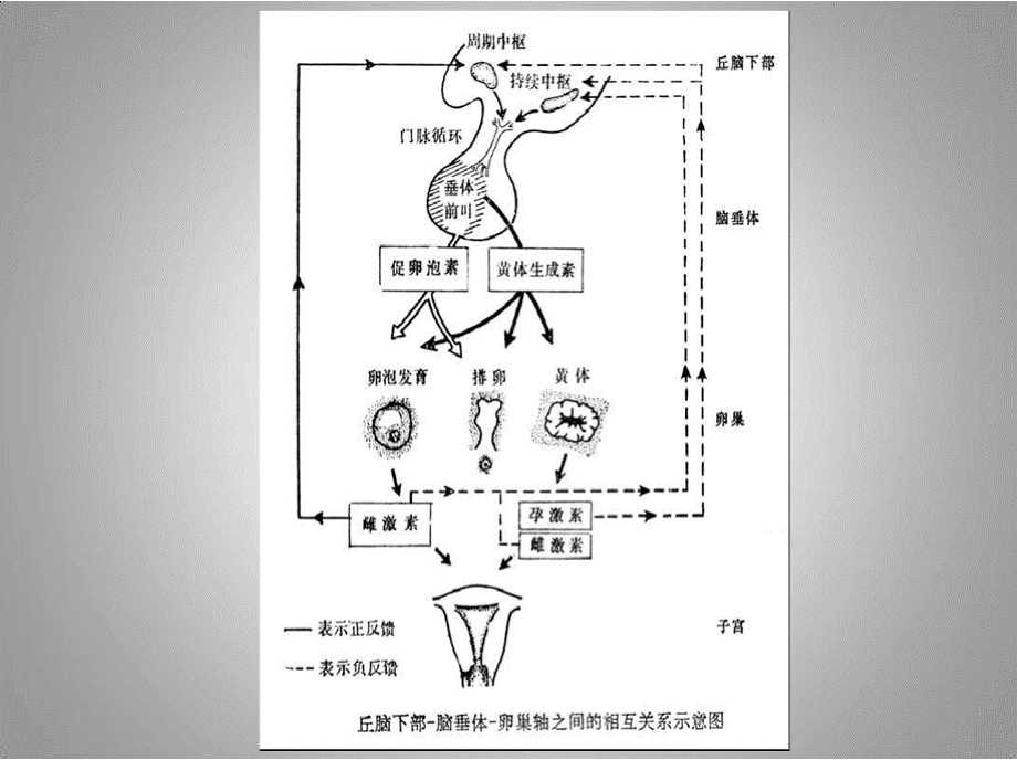 妇科异常子宫出血-PPT课件文库推荐PPT文件格式下载.pptx_第3页