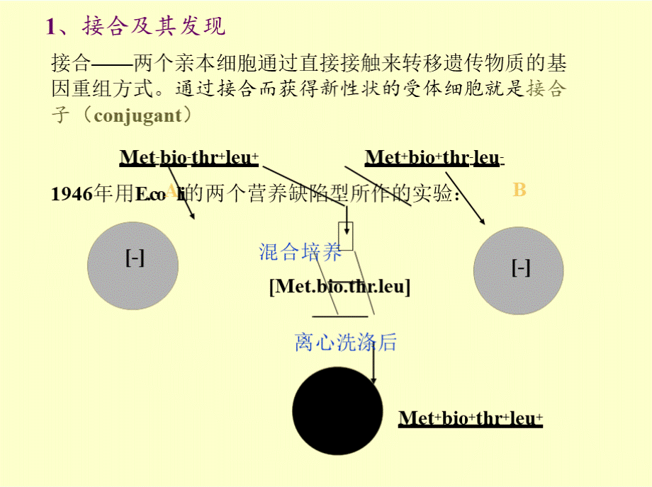 （二）接合（conjugation）.pptx_第2页