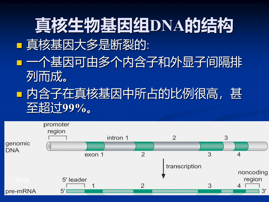 第八章mRNA剪接编辑PPT推荐.ppt_第3页