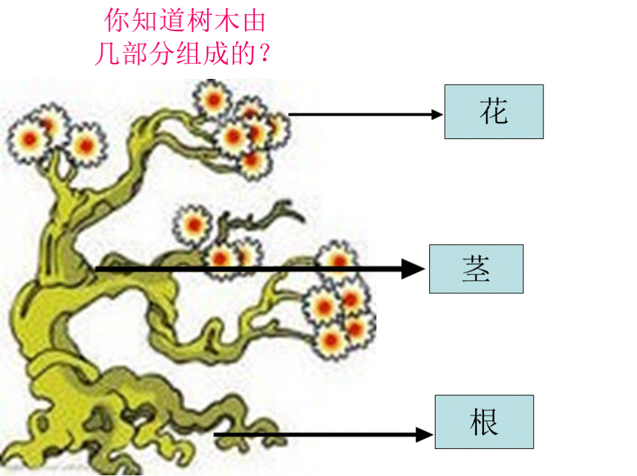 认识树木.pptx_第3页