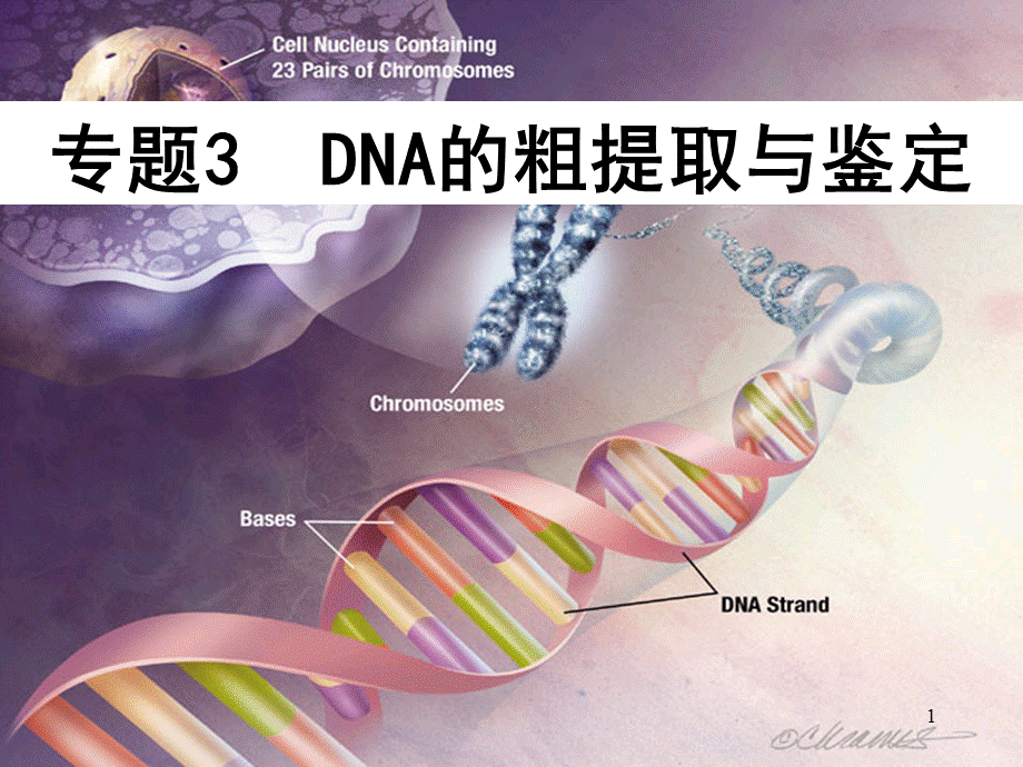 DNA的粗提取与鉴定-(2)ppt课件.ppt