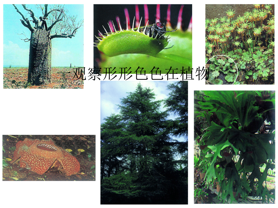 初中生物--地面上的植物-苏科版精品课件PPT文档格式.ppt_第2页