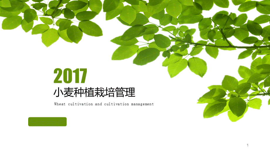 小麦栽培种植管理技术优质PPT.ppt_第1页