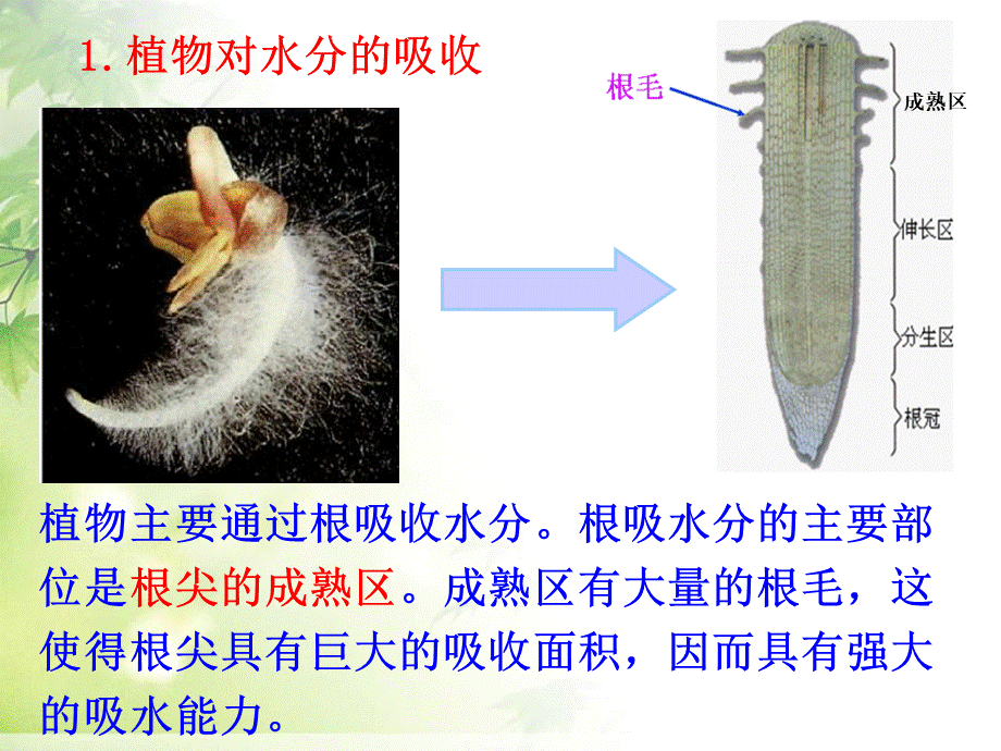 人教版-生物-绿色植物与生物圈的水循环-PPT课件PPT资料.ppt_第3页