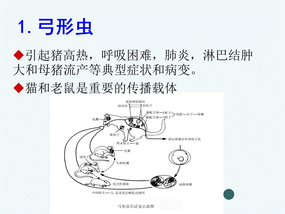 猪场寄生虫病及驱虫方案.pptx_第2页