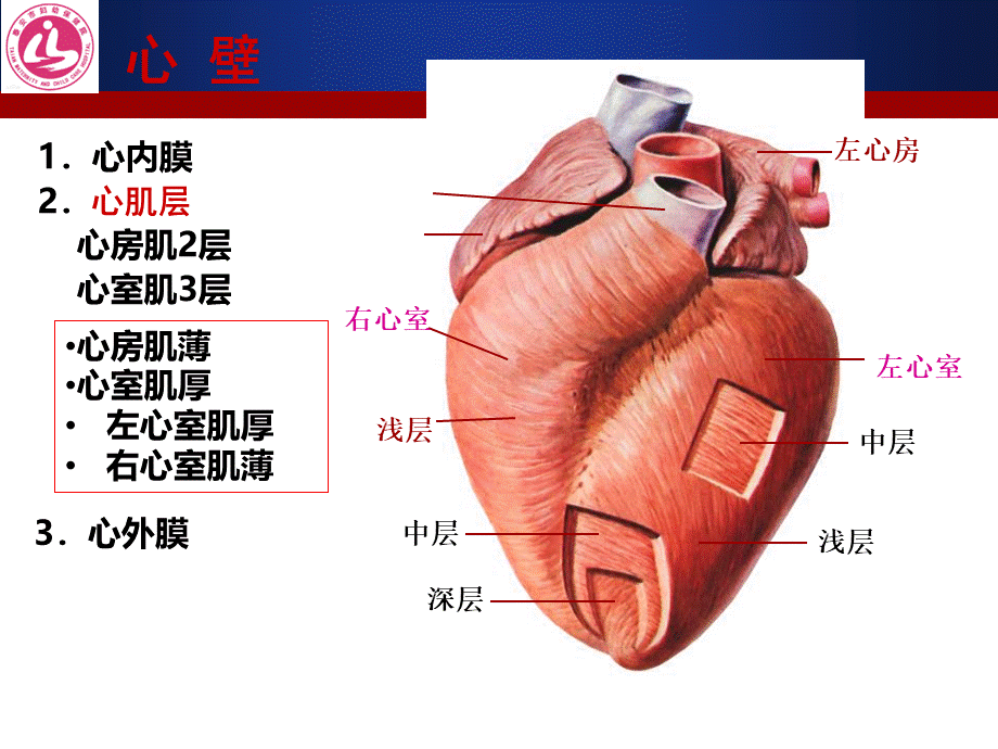 心肌疾病病人的护理.ppt_第2页