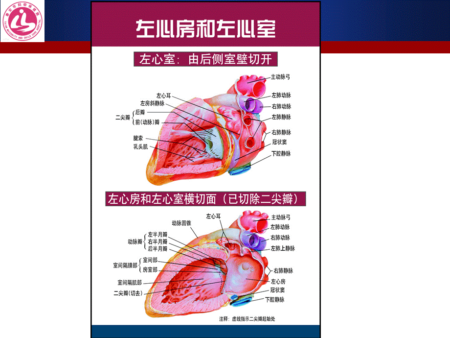 心肌疾病病人的护理.ppt_第3页