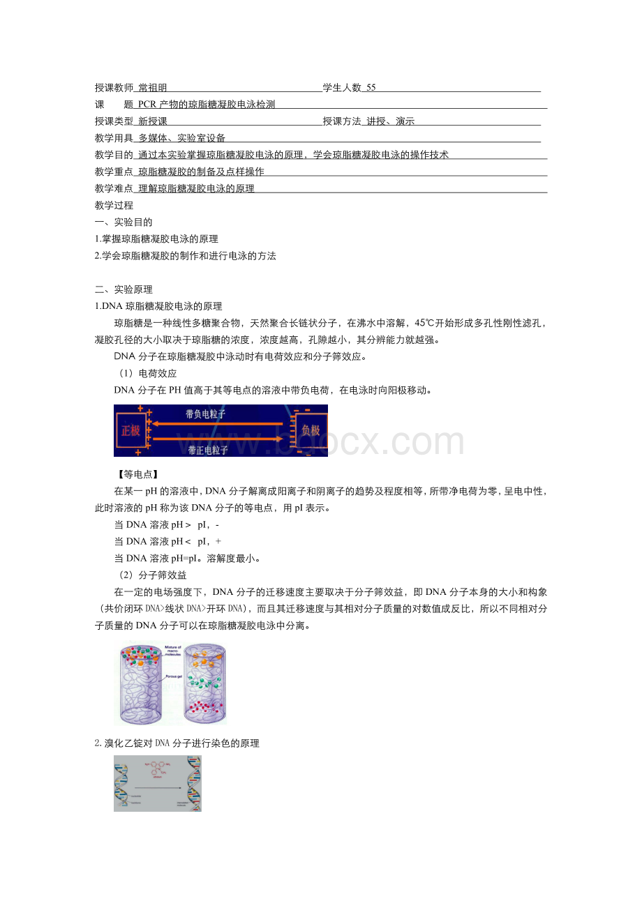 实验六PCR产物的琼脂糖凝胶电泳检测-教案.doc