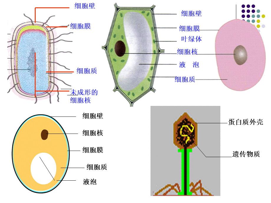 济南版--生物圈中的微生物(复习) (1).ppt_第3页