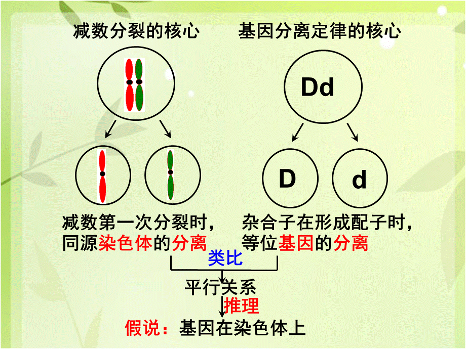 一轮复习——基因在染色体上和伴性遗传.ppt_第2页