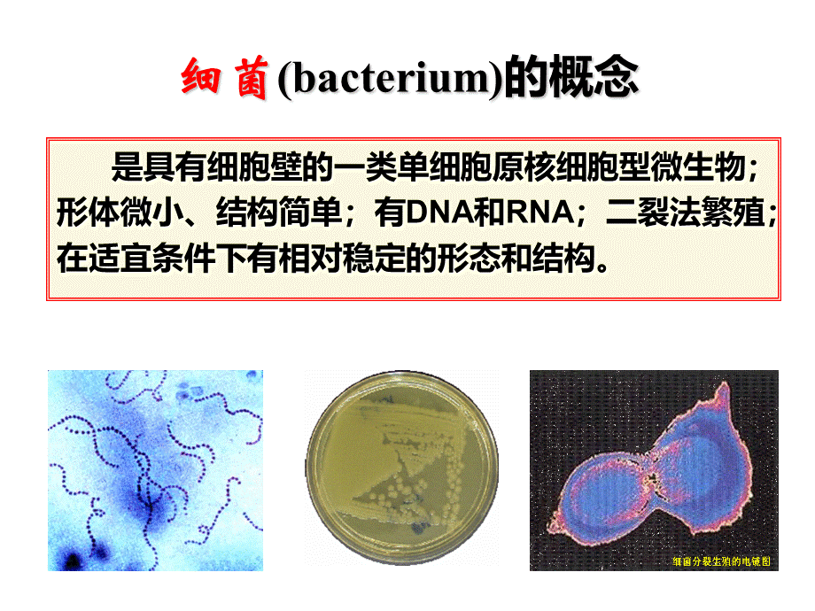 第一节-细菌的形态与结构PPT格式课件下载.ppt_第3页