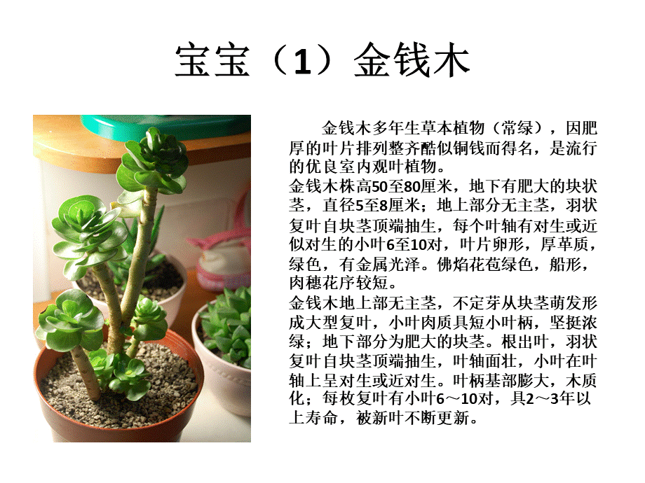 多肉宝宝(科技节植物介绍).ppt_第3页