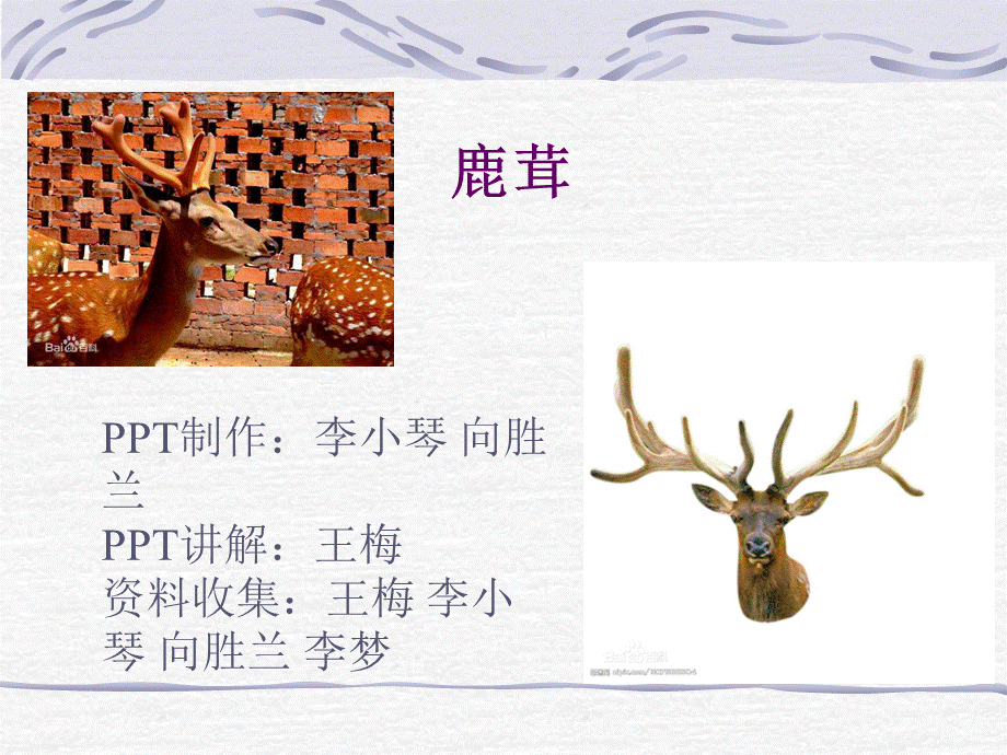 鹿茸的介绍.ppt