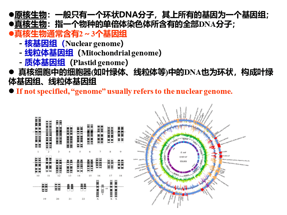 生命科学前沿进展基因组学比较基因组学和宏基因组学PPT推荐.ppt_第3页