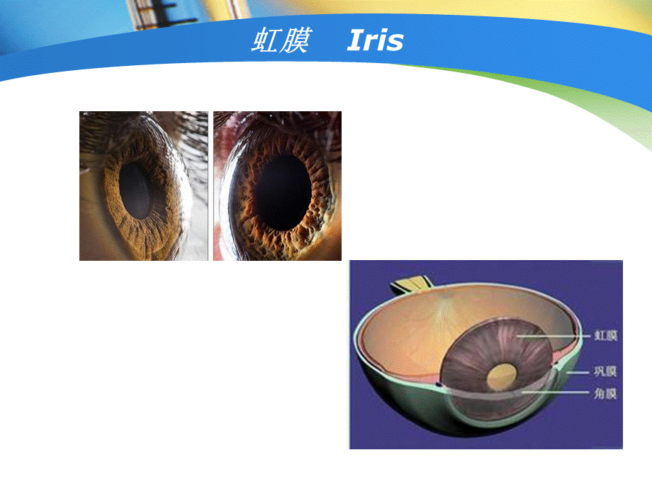 葡萄膜炎优质PPT.ppt_第3页