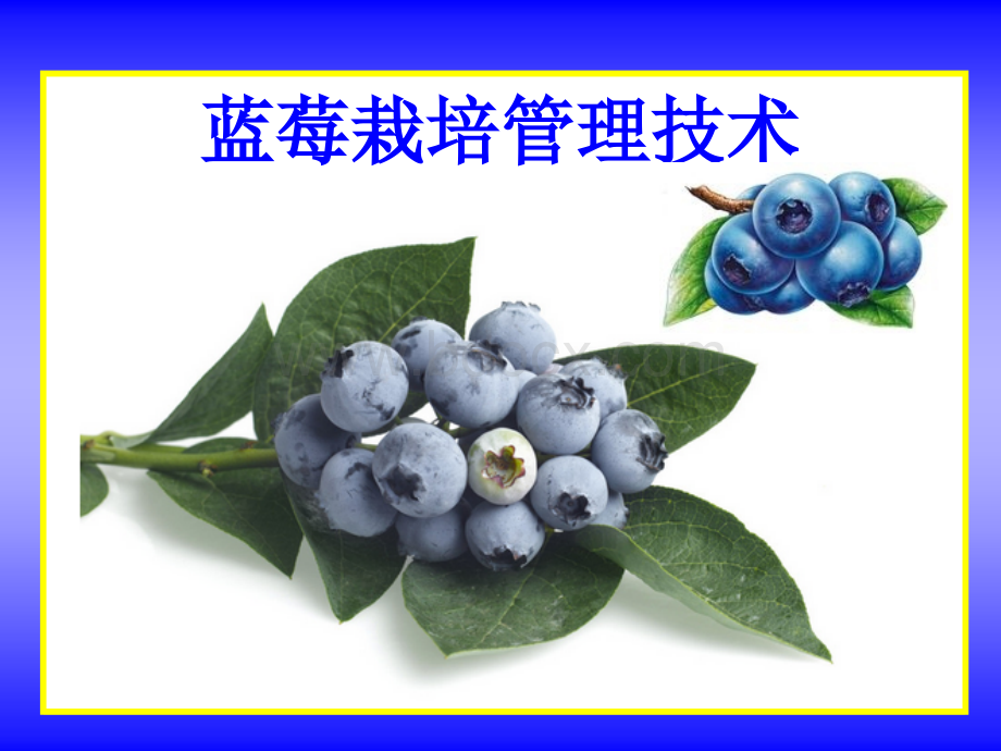 蓝莓栽培管理技术---稿.ppt