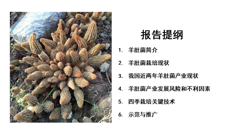 我国羊肚菌栽培、示范与推广-研究现状.ppt_第2页