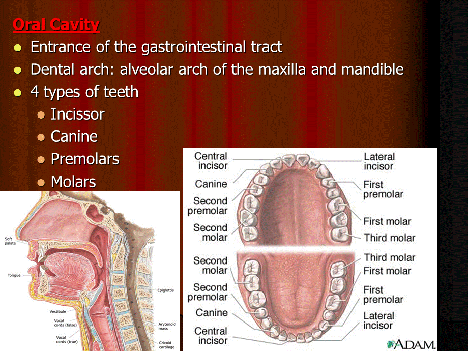 Introduction-to-Dentistr.ppt_第2页