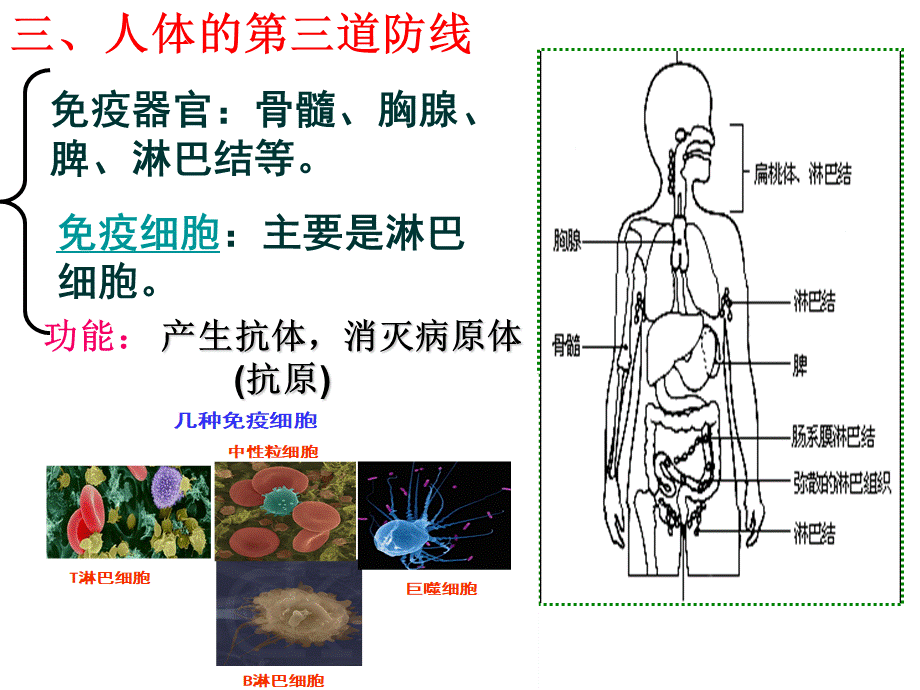 人体的免疫防线.ppt_第3页