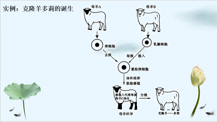 细胞核系统的控制中心pptPPT课件下载推荐.pptx_第3页