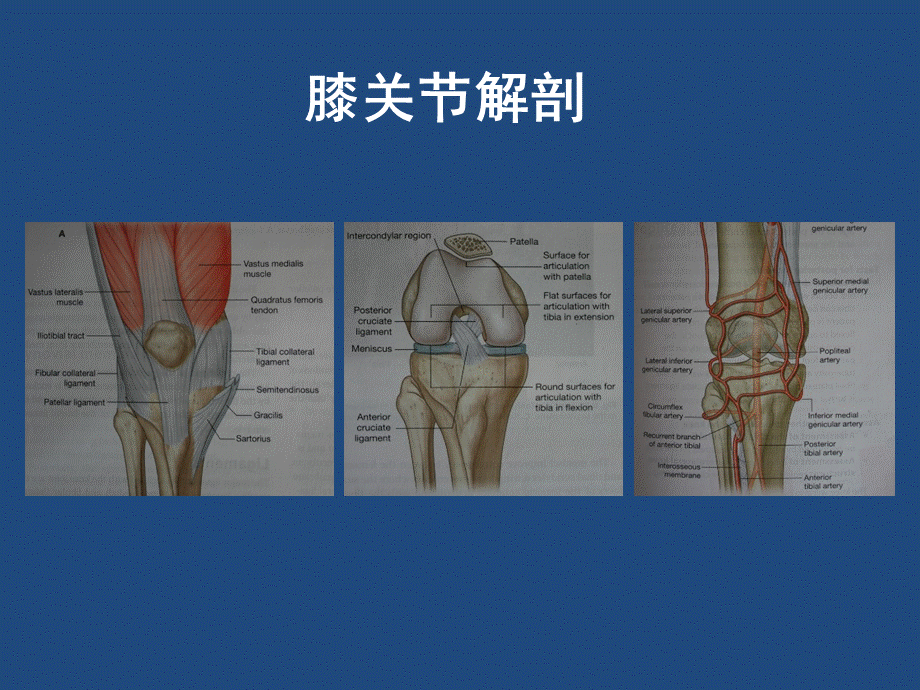 常见的膝关节解剖详细图解PPT文件格式下载.ppt