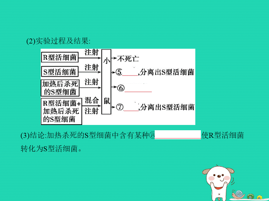 高考生物第一轮复习专题遗传的分子基础PPT课件下载推荐.ppt_第3页