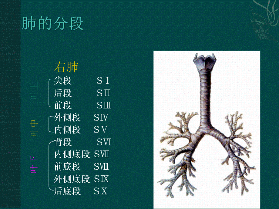 肺癌的分及手术治疗.ppt_第3页