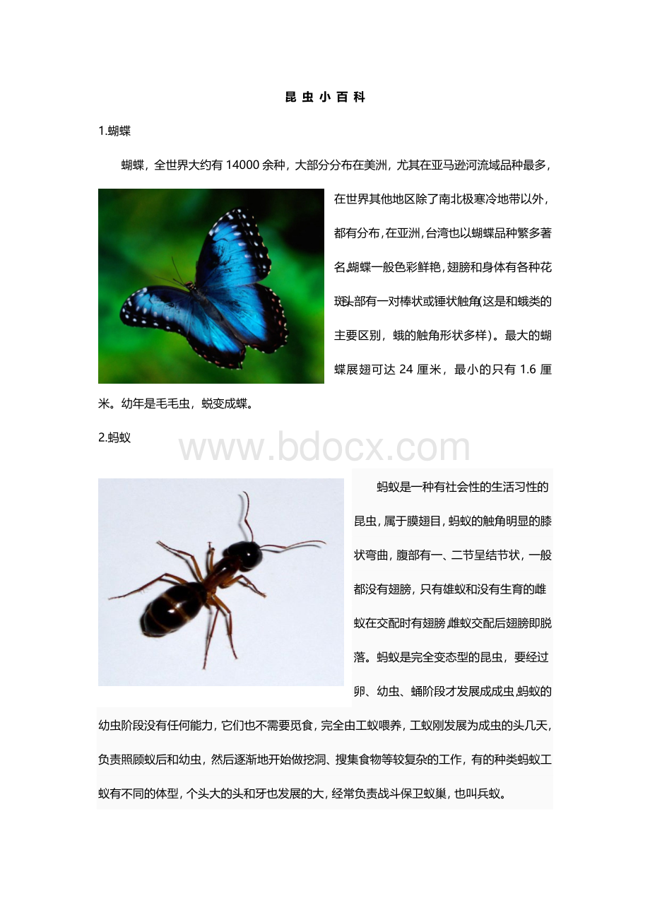 认识昆虫(名字+图片)Word文件下载.doc_第1页