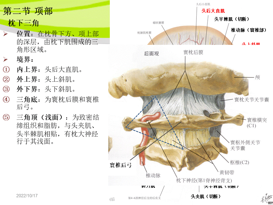 7第六章局部解剖学项背腰骶部.ppt_第3页