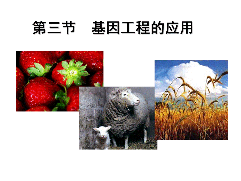 基因工程的应用(修改版)优质PPT.ppt_第2页