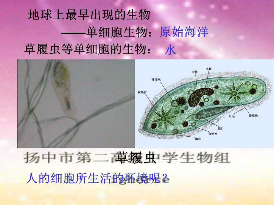 内环境与稳态专题课件.ppt_第3页