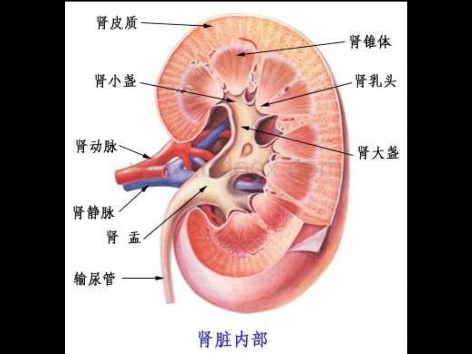 第十一章1泌尿系统疾病.ppt_第3页