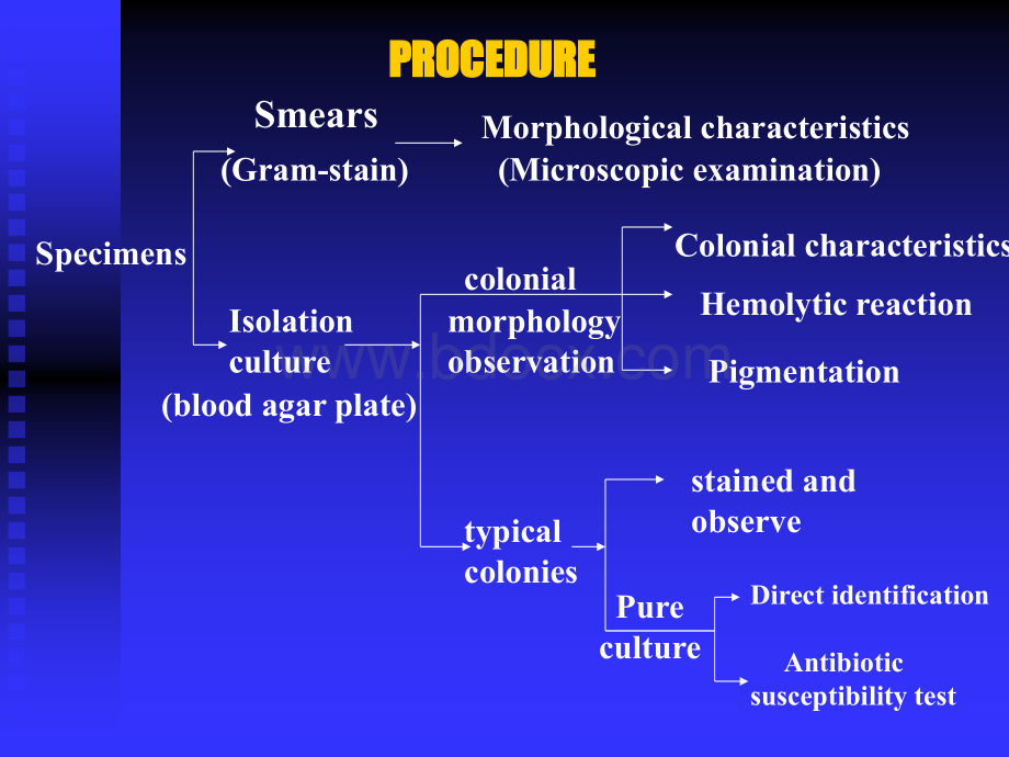 Experiment Three：Isolation and identification of pyogenic cocci（《医学微生物学》课件）.ppt_第3页