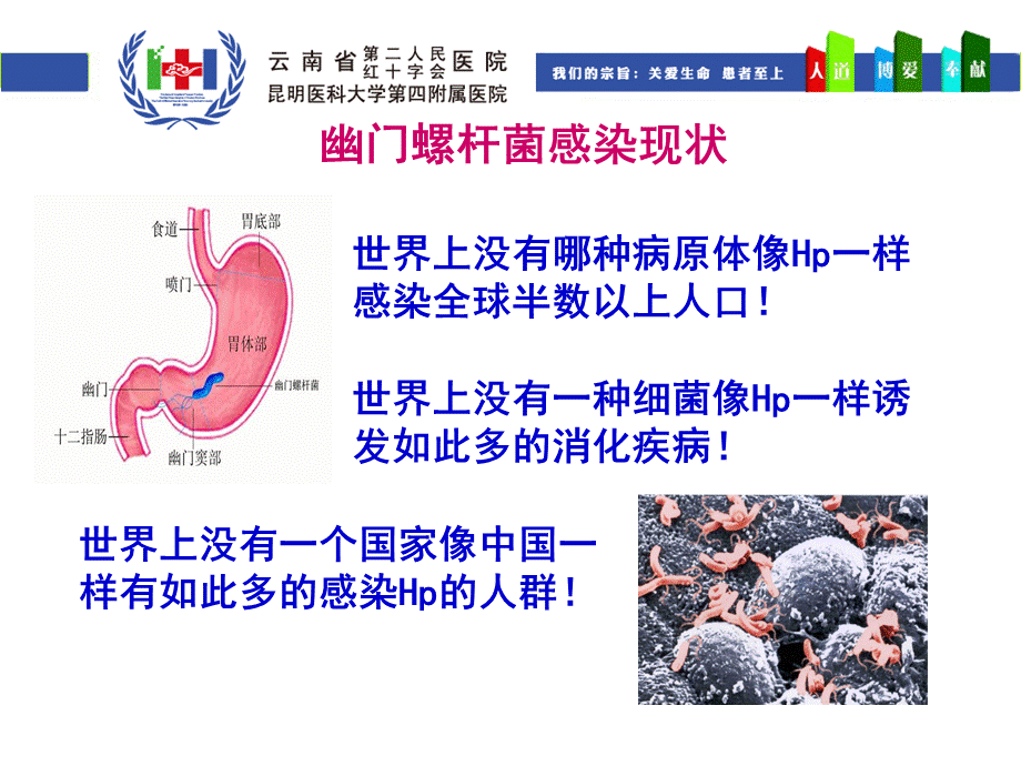 HP的诊治策略优质PPT.ppt_第2页