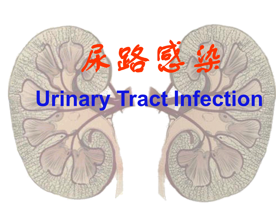 尿路感染第八版.ppt_第2页