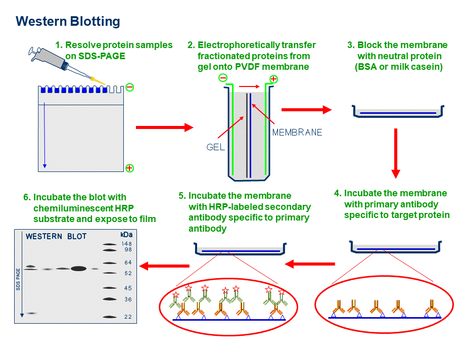 分子生物学之PPT素材.ppt_第3页