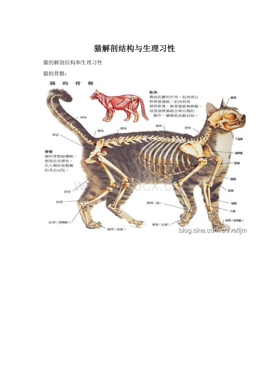 猫解剖结构与生理习性Word文档下载推荐.docx