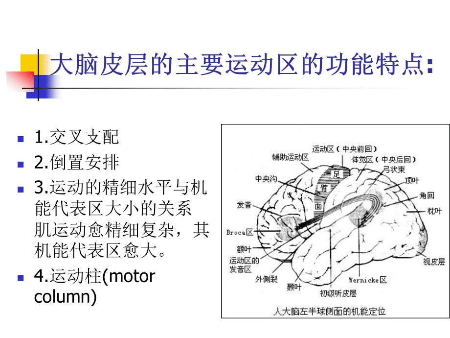 偏瘫运动功能评定.ppt_第3页