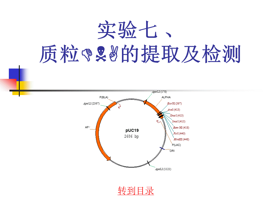 质粒DNA的提取及检测.ppt