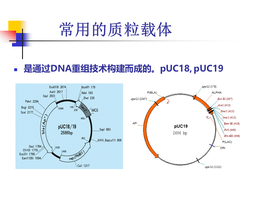 质粒DNA的提取及检测PPT资料.ppt_第3页