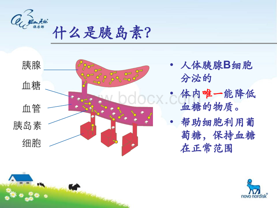 正确认识胰岛素.ppt_第3页