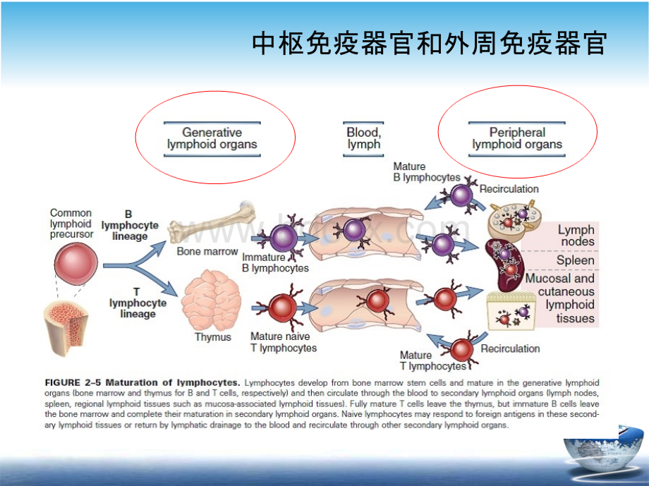 免疫器官和组织的课件优质PPT.pptx_第3页