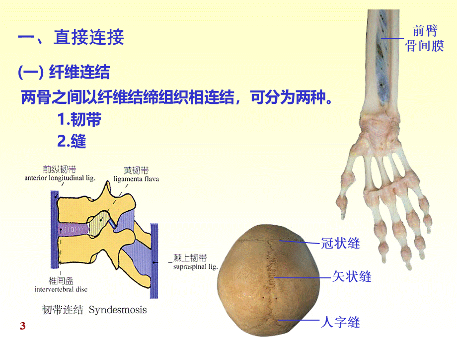 chapter关节学.ppt_第3页