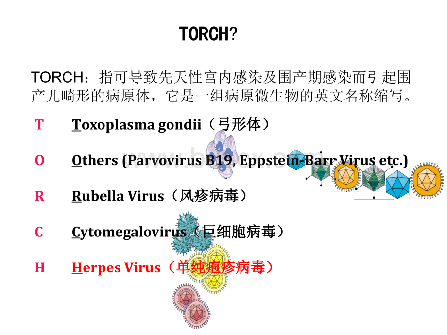 最新整理Torch感染筛查.ppt_第2页