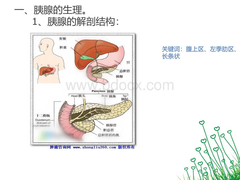 重症急性胰腺炎优质PPT.pptx_第2页