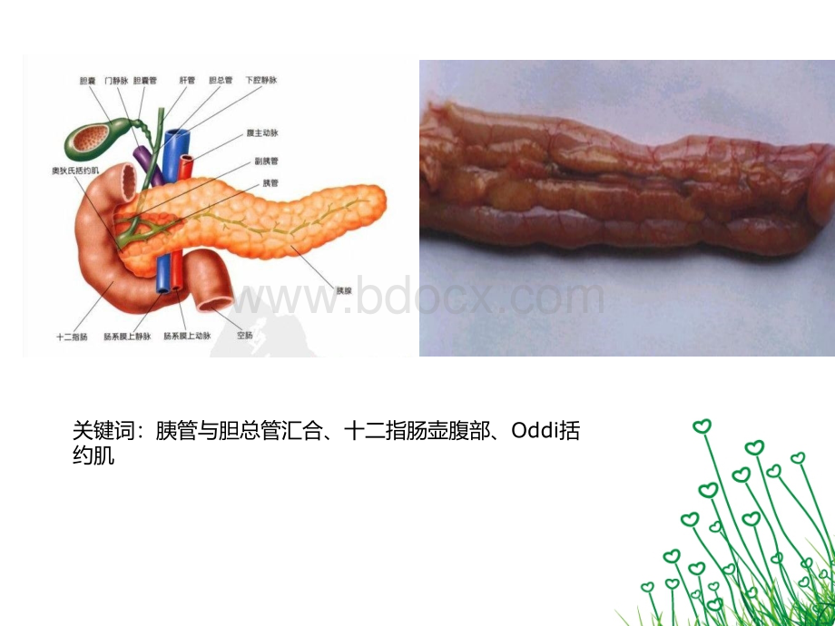 重症急性胰腺炎优质PPT.pptx_第3页