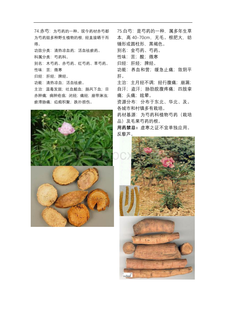 175种常用中药大全彩图Word格式.doc